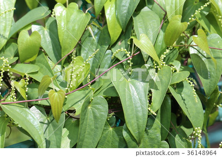 Yamanoimo leaves Yamanoimo leaves 36148964