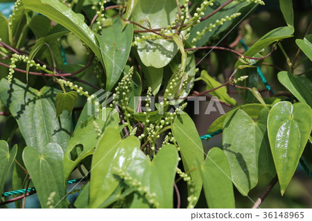 Yamanoimo leaves 36148965