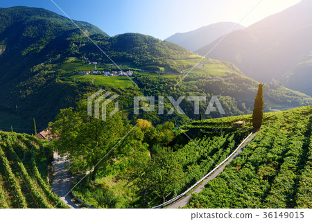 Scenic view of vineyards and apple tree orachards in Trentino-Alto Adige region of South Tyrol 36149015