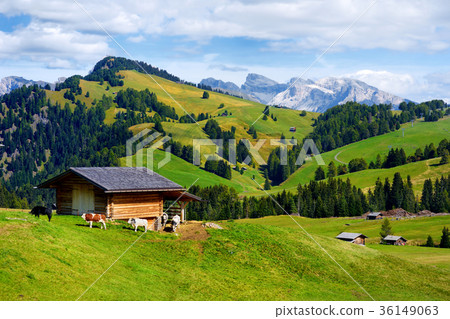 Seiser Alm, the largest high altitude Alpine meadow in Europe 36149063