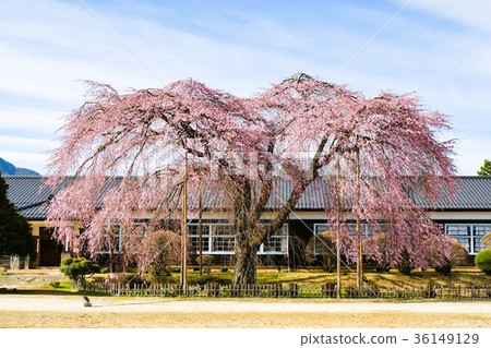 市原學校的流蘇櫻花 市原學校的流蘇櫻花 36149129