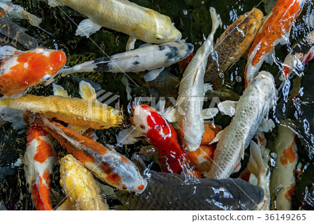 鯉魚 36149265