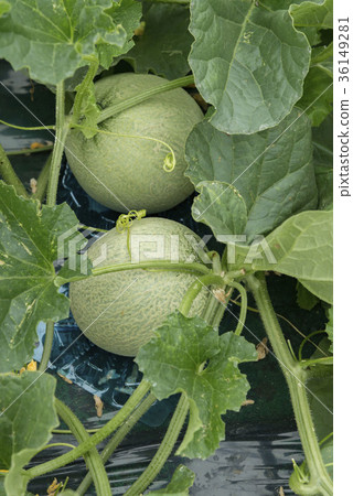 Melon field Melon field 36149281