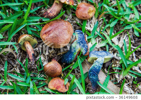 Strong blue collar in New South Wales Australia 36149608