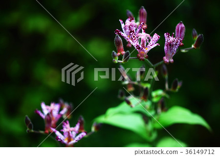 Taiwan Hototogisu Flower Taiwan Hototogisu Flower 36149712