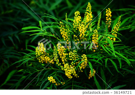 Flowering of Mahonia konfusa Flowering of Mahonia konfusa 36149721