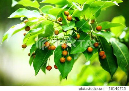 Soyogo fruit that has begun to color 36149723
