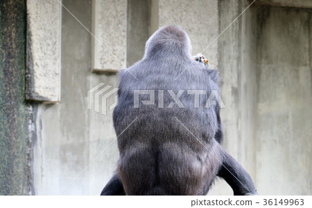 Rear view of western lowland gorilla 36149963