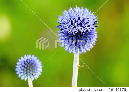 Higotai花 Higotai花 36150176