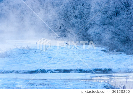 Tancho in the mist and river ice from Otowa Bridge 36150200