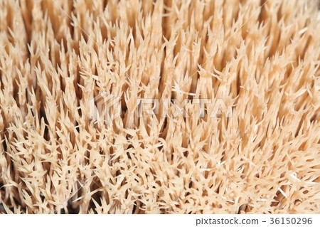 Natural Fusatake, it looks like a needle with a branched tip that hurts, but it has a resilient feel 36150296