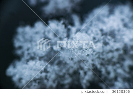 雪地 36150306