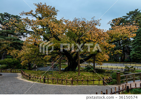 Autumn leaves of Kenrokuen 36150574