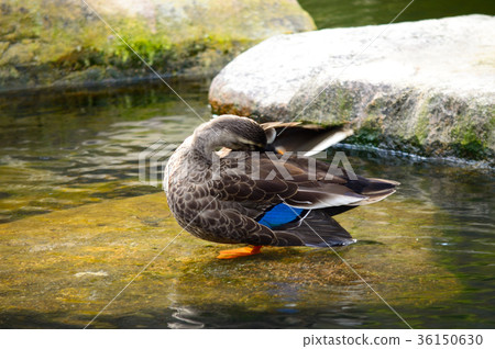 內吹公園池塘鴨 內吹公園池塘鴨 36150630