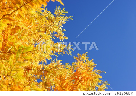 Metasequoia Shine 4 in the Autumn Sky Metasequoia Shine 4 in the Autumn Sky 36150697