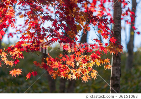 Sunshine in the autumn leaves Sunshine in the autumn leaves 36151068