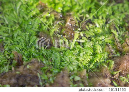 咪咪kakigusa 咪咪kakigusa 36151363