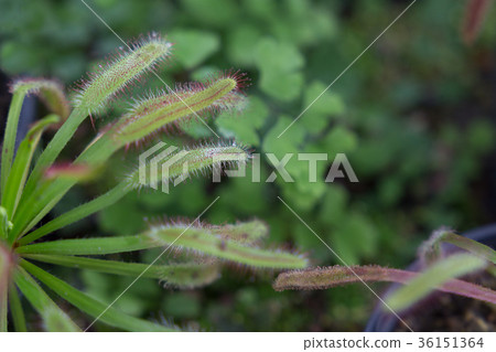 威爾士洋蔥 36151364