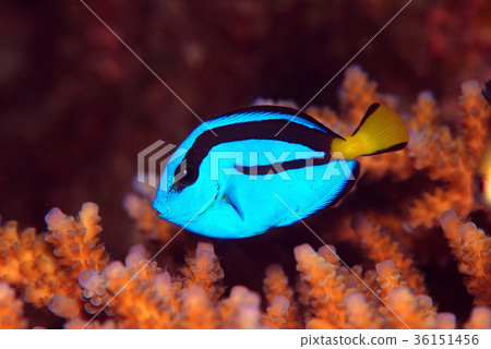 Nanyouhagi少年魚 36151456