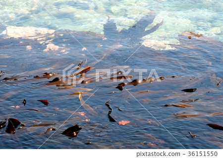 Konbu釣魚海岸漂浮在海中的海帶（北海道利尻島） 36151550