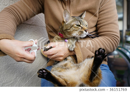 Cat, nail clipper Cat, nail clipper 36151769