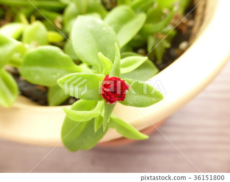 紅花 紅花 36151800