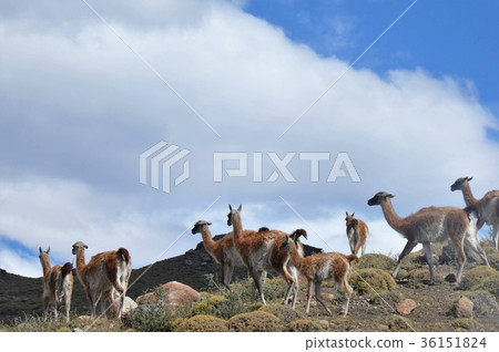 Guanyaco at Pine National Park Guanyaco at Pine National Park 36151824