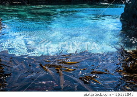 Konbu釣魚海岸漂浮在海中的海帶（北海道利尻島） 36151843