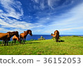 Yonagunijima horse 36152053