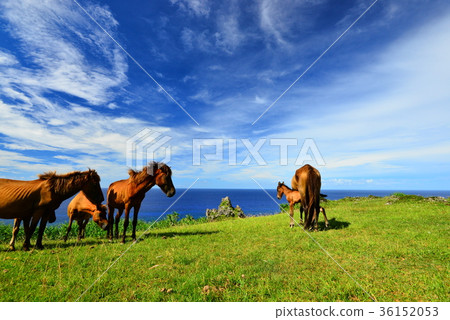 Yonagunijima horse Yonagunijima horse 36152053