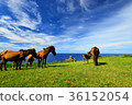 Yonagunijima horse 36152054