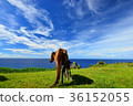 Yonagunijima horse 36152055