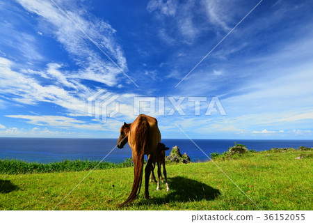 與那國島馬 與那國島馬 36152055