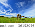 Yonagunijima horse 36152056