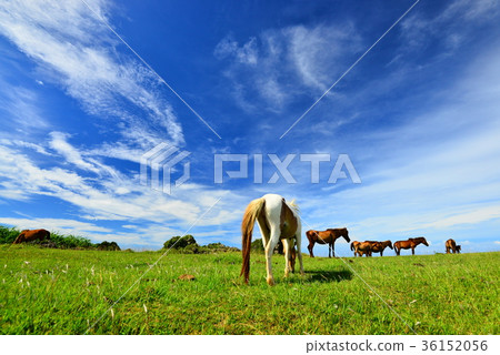 與那國島馬 與那國島馬 36152056