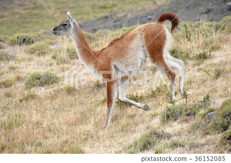 Paine National Park Trekking and Guanaco Paine National Park Trekking and Guanaco 36152085