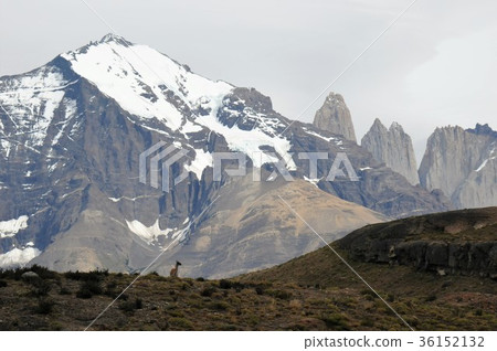 Paine National Park Trekking and Guanaco 36152132