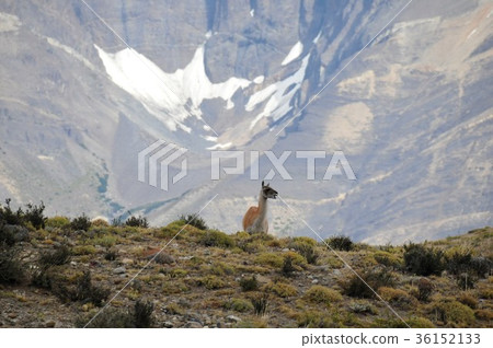 Paine National Park Trekking and Guanaco 36152133