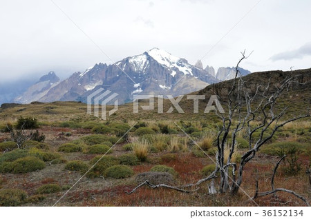 Paine National Park Trekking and Guanaco 36152134