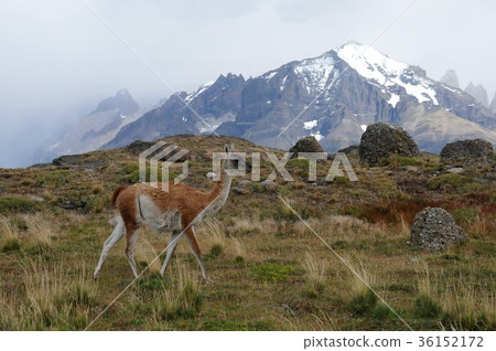 Paine National Park Trekking and Guanaco 36152172