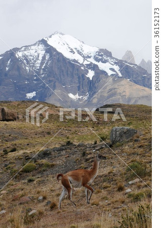 Paine National Park Trekking and Guanaco 36152173