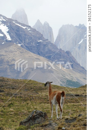 Paine National Park Trekking and Guanaco 36152175