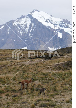 Paine National Park Trek, Guanaco and Nyandu 36152180