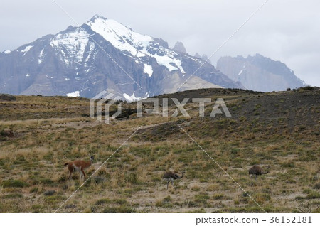 Paine National Park Trek, Guanaco and Nyandu 36152181