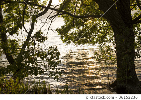 琵琶湖水面和榿木晚上風景 36152236