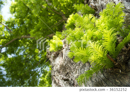 水杉綠色葉子 36152252