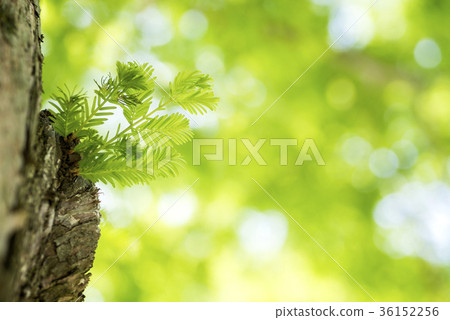 水杉綠色葉子在綠色後面的 水杉綠色葉子在綠色後面的 36152256