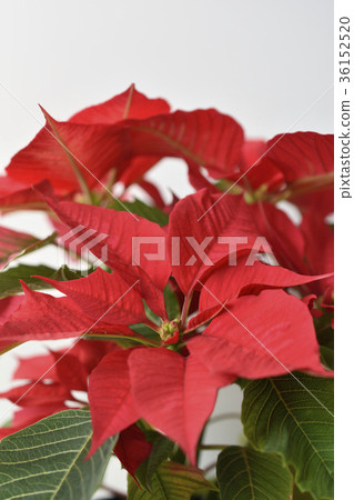 Poinsettia Poinsettia 36152520