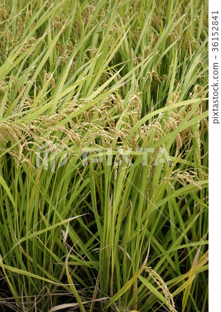 Rice field Rice field 36152841