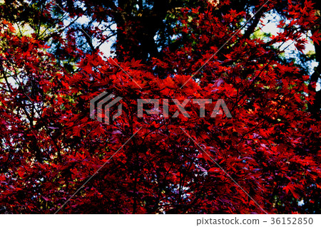 Hiei autumn leaves 36152850